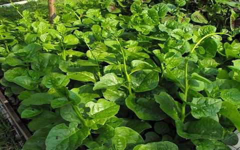 Tuy rau mồng tơi có giá trị dinh dưỡng cao nhưng nếu quá lạm dụng, loại rau này vẫn có những hạn chế nhất định