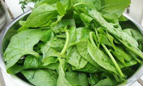 Ăn nhiều rau mồng tơi có thể làm tăng nguy cơ mắc bệnh sỏi thận, hấp thu chất dinh dưỡng kém, tiêu chảy,...