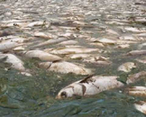 Các loài được tìm thấy chủ yếu là cá lóc, cá bống và cá chép. Các loài được tìm thấy chủ yếu là cá lóc, cá bống và cá chép.