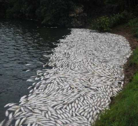 Lượng cá chết khi đó ước tính vào khoảng 8.5 tấn. Lượng cá chết khi đó ước tính vào khoảng 8.5 tấn.