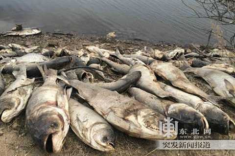 Xác cá chết hàng loạt ở Hắc Long Giang Xác cá chết hàng loạt ở Hắc Long Giang