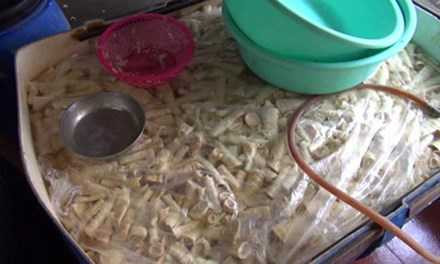 Số măng tại kho nhà ông Lợi đã bốc mùi hôi thối và có dòi.