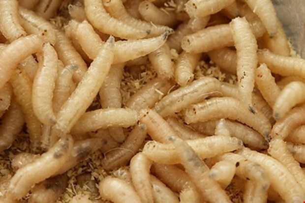 iòi thực sự hữu ích trong việc chữa lành vết thương vì chúng sản xuất và tiết ra một lượng tiểu cầu chứa nhân tố sinh trưởng của con người 