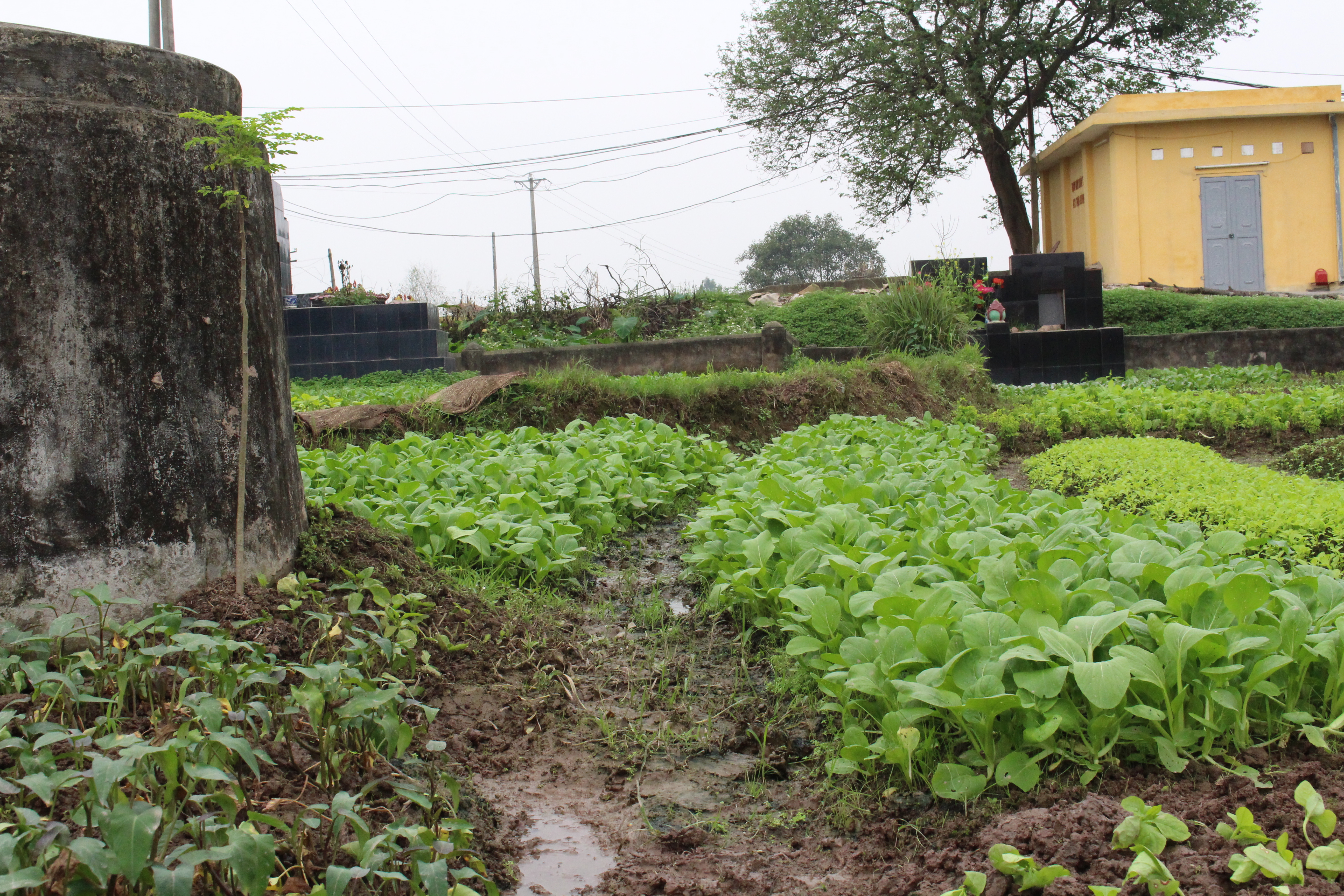 Rau được trồng bên cạnh các ngôi mộ - Ảnh Ngọc Thắng