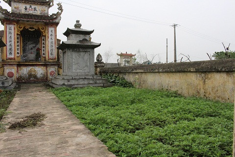 Những luống rau ngải cứu cạnh các ngôi mộ xanh tươi mơn mởn - Ảnh Ngọc Thắng