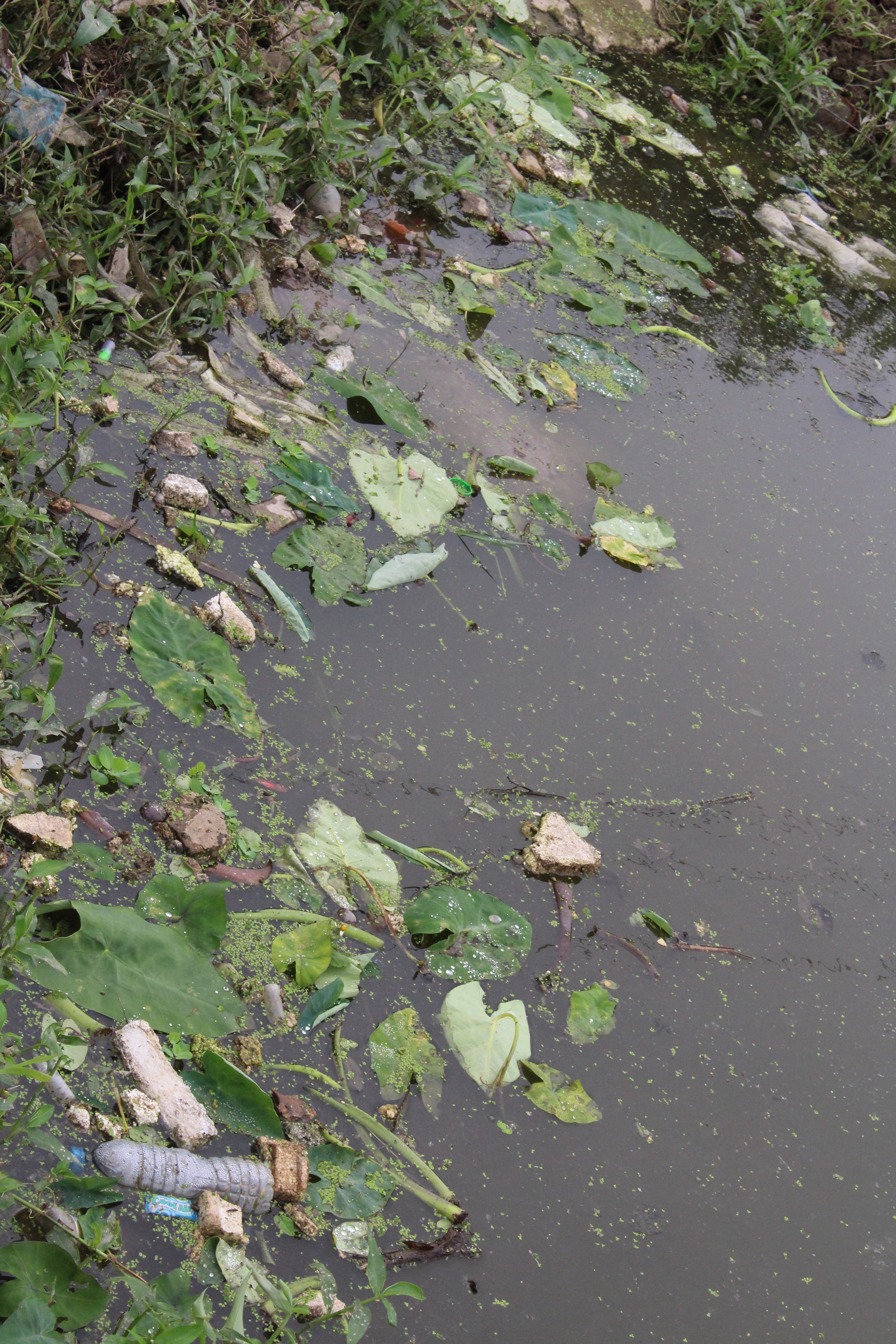 Nguồn nước ô nhiễm nhưng lại được dùng để tưới rau - Ảnh Ngọc Thắng