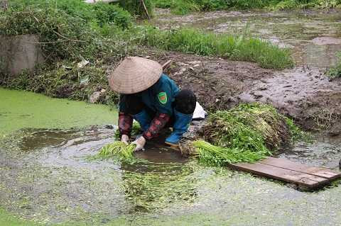Sau khi rửa tại con mương ô nhiễm, rau sẽ được đưa đi tiêu thụ mà không được rửa lại - Ảnh Ngọc Thắng
