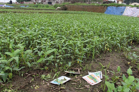 Ngay tại các luống rau cũng ngổn ngang các vỏ bao các loại thuốc kích thích - Ảnh Ngọc Thắng