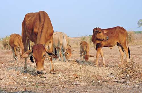 Cánh đồng chết khô, trâu bò không có thức ăn. Ảnh: Thiên Thiên