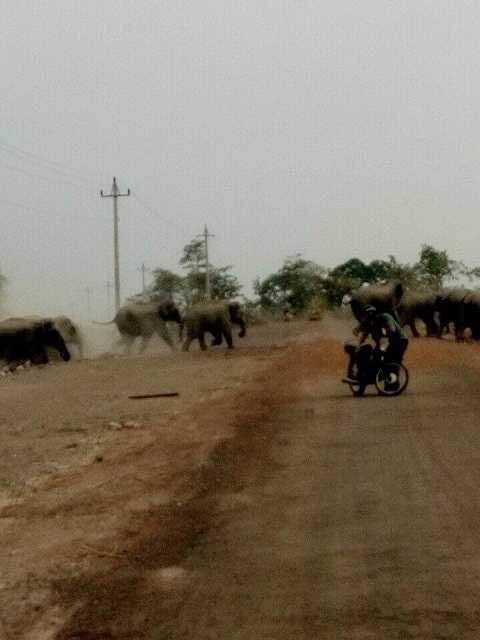 Đàn voi xuất hiện khiến người dân lo sợ