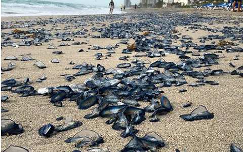 Loài sứa buồm (Velella velella) là loài thuộc lớp Sứa có buồng khí để nối trên mặt nước. 