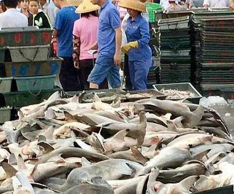 Phát hoảng hàng trăm con cá mập đầu búa chết và chất thành đống bán với giá rẻ mạt. Ảnh Dailymail