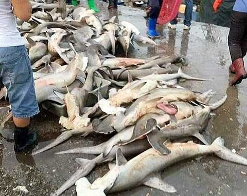 Những bức ảnh cá mập đầu búa chất đống ngay lập tức được chia sẻ lên mạng xã hội ỏ Trung Quốc. Ảnh Dailymail