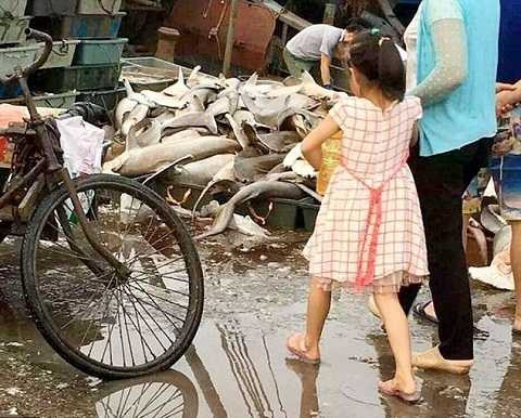 Có thể người dân đánh bắt cá mập đầu búa là hoàn toàn không có chủ ý. Ảnh Dailymail