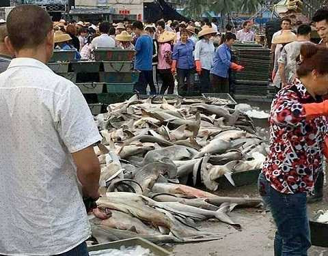 Bức ảnh đã gây nên làn sóng dư luận mạnh mẽ trên trang mạng xã hội Weibo của Trung Quốc. Ảnh Dailymail