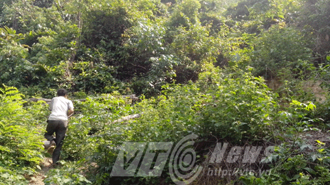 Khu rừng A Tinh thường trú ẩn ở phía sau nhà anh Hiên