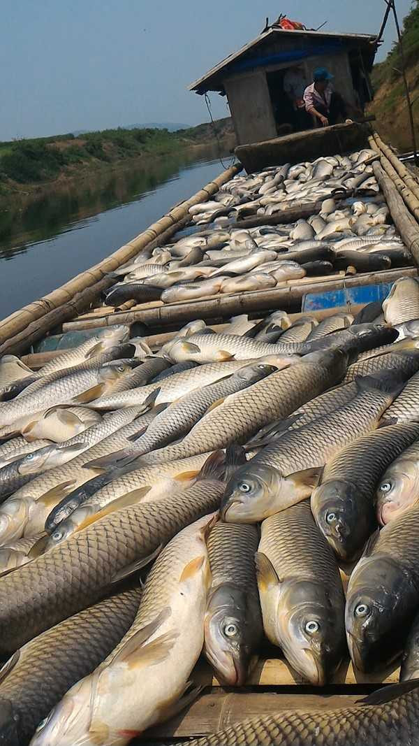 Nhiều lồng cá của nông dân Thạch Thành chết không còn con nào. Ảnh: Xuân Hùng.