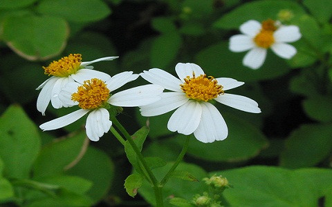 Hoa xuyến chi được dùng trong một số bài thuốc để chữa các bệnh nhiễm trùng đường hô hấp, viêm họng, viêm ruột thừa, viêm gan truyền nhiễm, viêm dạ dày – ruột, tiêu hóa kém, đau nhức xương khớp, sốt rét