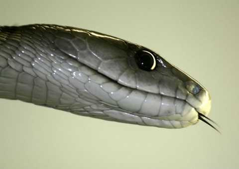 Zoophobia - Hội chứng sợ các con vật. Hội chứng này có thể có nhiều dạng: sợ rắn, sợ nhện, sợ chó hay thậm chí là sợ mèo...