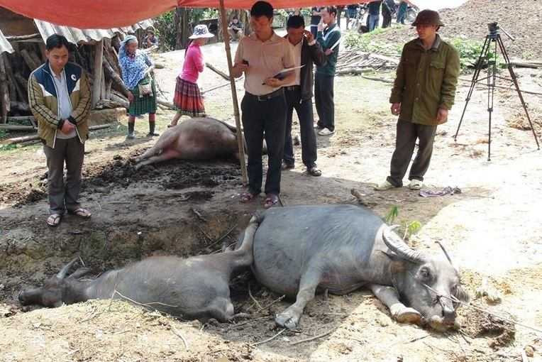 5 con trâu ông Sài bị sét đánh chết ước tính thiệt hại hơn 130 triệu đồng