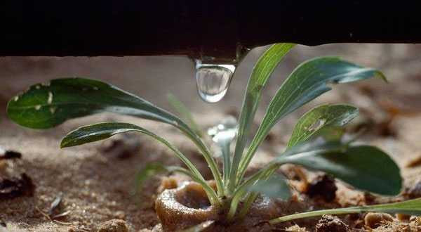 Công nghệ tưới nước nhỏ giọt của người Isarel