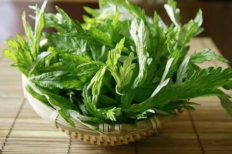 Ngải cứu là cây thuốc quý có nhiều công dụng