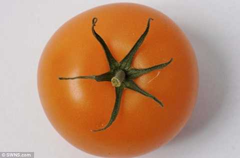Hợp chất Lycopene có trong quả cà chua là hi vọng mới cho các cặp vợ chồng hiếm muộn