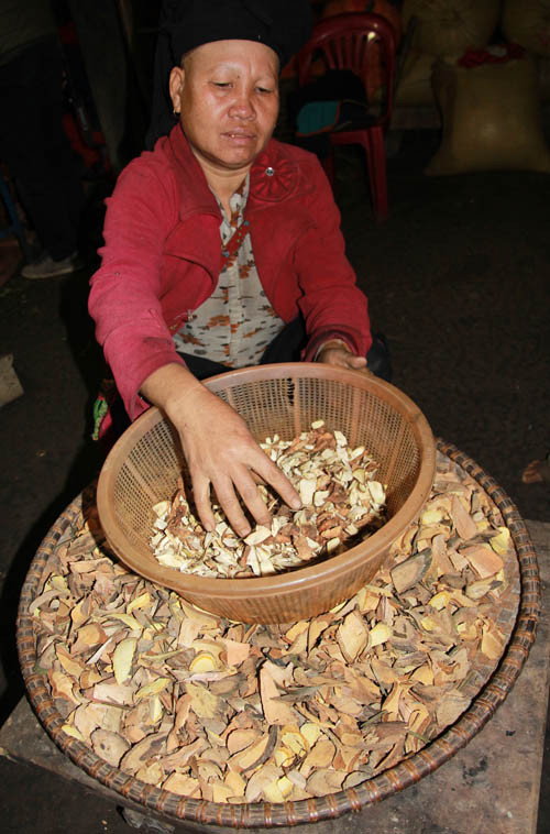 Có những cây thuốc rất đơn giản, mọc nhiều trong rừng, nhưng chữa được cả bệnh xơ gan cổ trướng nặng đến mức bụng đã trướng phình lên, bệnh viện đã trả về vẫn cứu được.