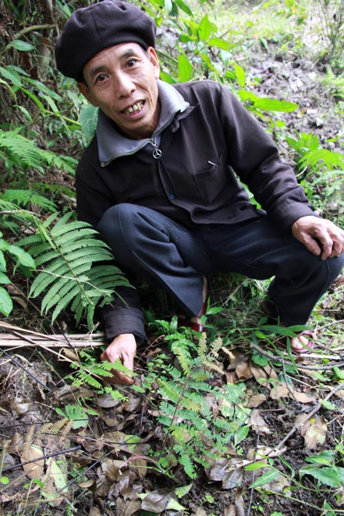 Nhiều người dùng kiên trì, đã âm tính với virus viêm gan, đặc biệt là viêm gan B.