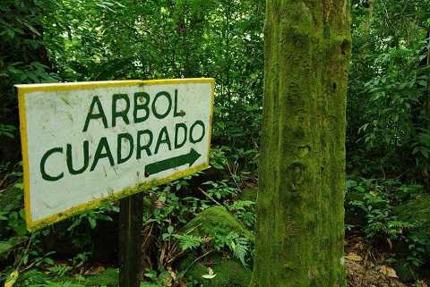 Thung lũng El Valle tràn ngập những cây có thân hình vuông.