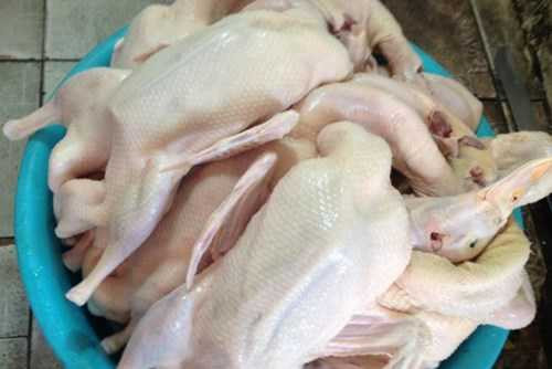 Vịt được nhổ lông bằng hóa chất thường có da bóng phẳng lì, không còn lông, kể cả lông tơ. Ảnh Internet.