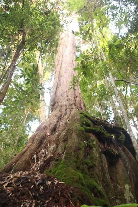 Cây Pơmu tên Rồng Cây Pơmu tên Rồng