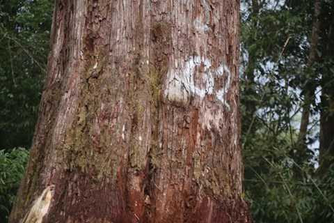 Đánh dấu cho những cây Pơmu cao vút, thẳng đứng Đánh dấu cho những cây Pơmu cao vút, thẳng đứng