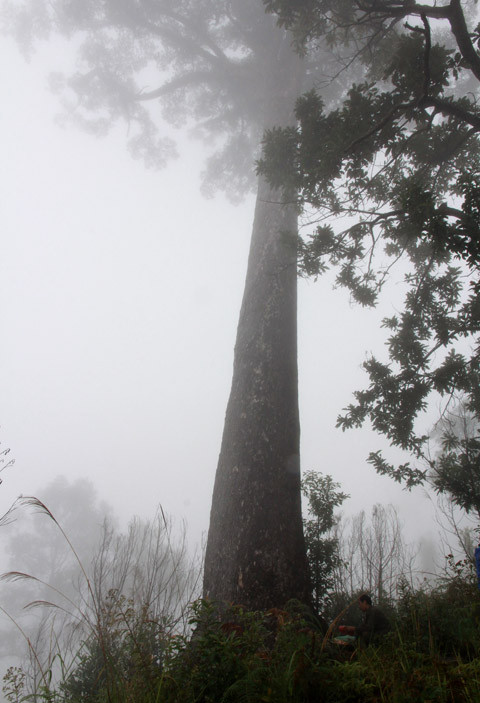 Lâm tặc đang có ý định xẻ cây vân du này