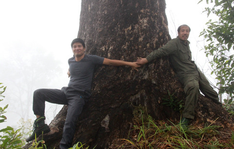 Cùng lương y Phạm Văn Thanh đo thân cây vân du