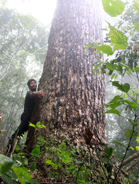 Nhưng cây vân du khổng lồ sống cô độc trên những vạt núi