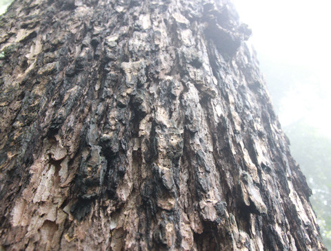 Thân già cỗi nứt nẻ như ruộng hạn