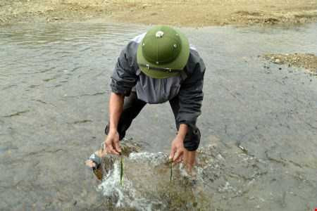 Rêu thường mọc ở những dòng suối có nước trong