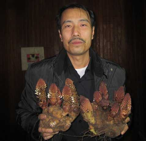 Lương y Thanh và cây nấm ngọc cẩu Lương y Thanh và cây nấm ngọc cẩu