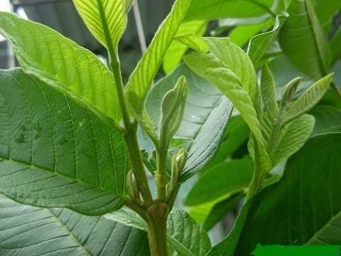 Trà lá ổi hỗ trợ tiêu hóa bằng cách kích thích sản xuất enzyme tiêu hóa