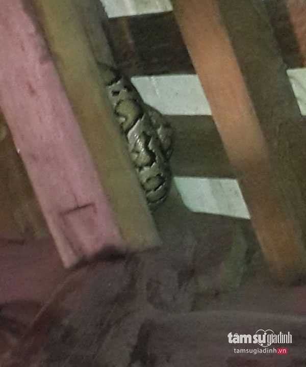 Con trăn nằm cuộn tròn trên thanh giông của ngôi đền