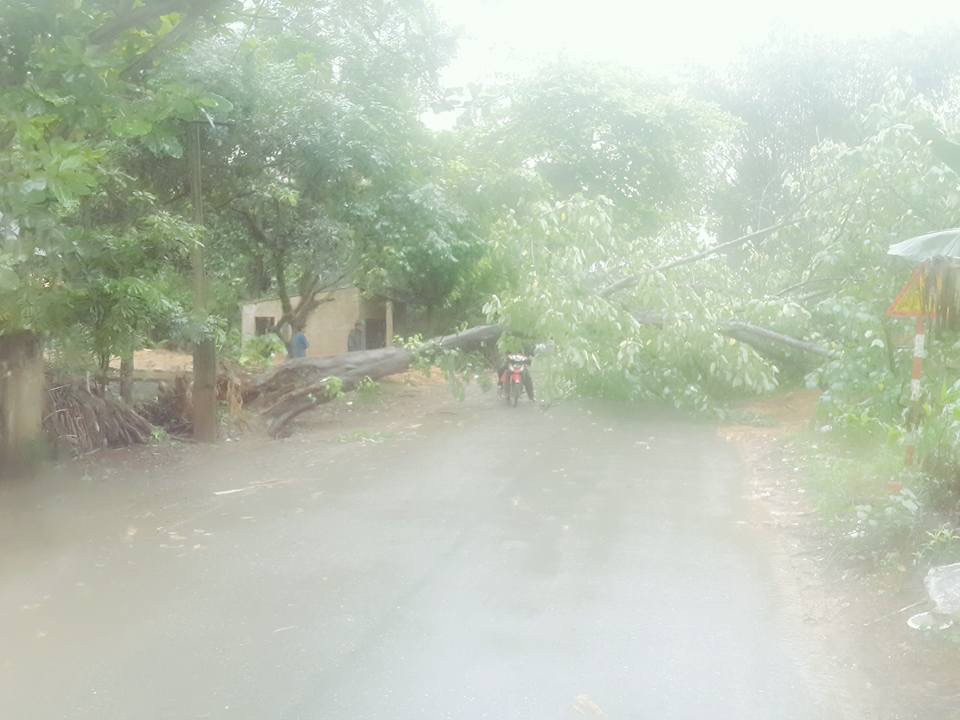 Gió lốc mạnh cấp 8 - 9 khiến nhiều cây bị ngã đổ