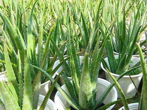 Muốn sống sạch, nên trồng những cây này trong nhà