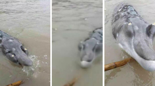 Vẻ ngoài khá đáng sợ của con cá heo có mỏ