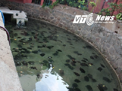 Bể nuôi baba trong khuôn viên chùa Ngọc Hoàng