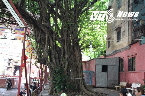 Cây cổ thụ rợp bóng mát trong chùa là chỗ nghỉ ngơi của nhiều du khách tới đây