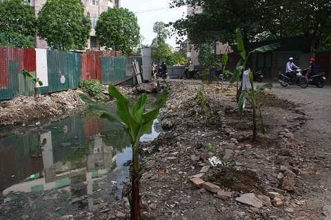 Nhiều loai cây được trồng mới bên cạnh con kênh. Nhiều loai cây được trồng mới bên cạnh con kênh.