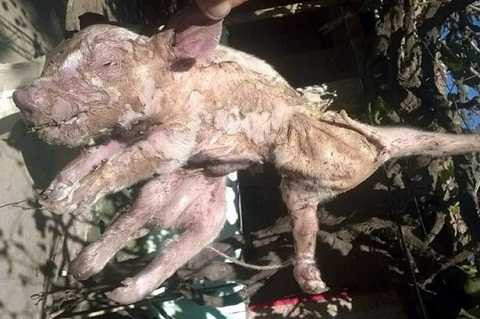 Người nông dân Argentina đã rất ngạc nhiên khi lợn nái nhà ông sinh ra lợn con 8 chân. Ảnh The Mirror Người nông dân Argentina đã rất ngạc nhiên khi lợn nái nhà ông sinh ra lợn con 8 chân. Ảnh The Mirror