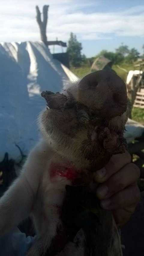 Ông còn sốc khi con lợn thứ hai được sinh ra có tới hai miệng. Ảnh The Mirror Ông còn sốc khi con lợn thứ hai được sinh ra có tới hai miệng. Ảnh The Mirror