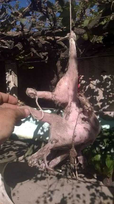 Gần đây có rất nhiều con vật kỳ lạ được sinh ra ở Argentina. Ảnh The Mirror Gần đây có rất nhiều con vật kỳ lạ được sinh ra ở Argentina. Ảnh The Mirror